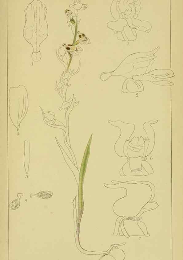 Reproducción/Reproduction 9731272433: Icones orchidearum austro-africanarum extra-tropicarum :. London :W. Wesley,1896-1913.