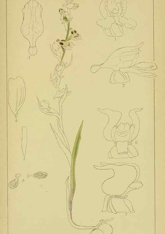 Reproducción/Reproduction 9731272433: Icones orchidearum austro-africanarum extra-tropicarum :. London :W. Wesley,1896-1913.