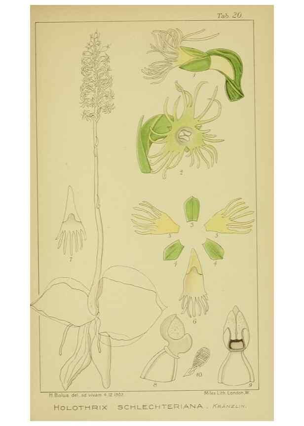 Reproducción/Reproduction 9734075198: Icones orchidearum austro-africanarum extra-tropicarum :. London :W. Wesley,1896-1913.