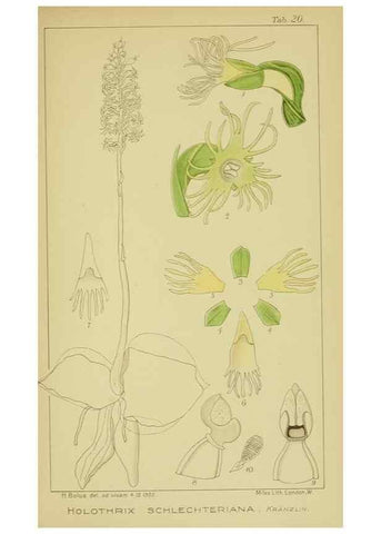 Reproducción/Reproduction 9734075198: Icones orchidearum austro-africanarum extra-tropicarum :. London :W. Wesley,1896-1913.