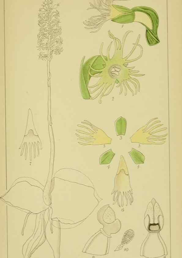 Reproducción/Reproduction 9734075198: Icones orchidearum austro-africanarum extra-tropicarum :. London :W. Wesley,1896-1913.
