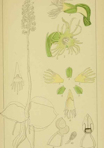 Reproducción/Reproduction 9734075198: Icones orchidearum austro-africanarum extra-tropicarum :. London :W. Wesley,1896-1913.