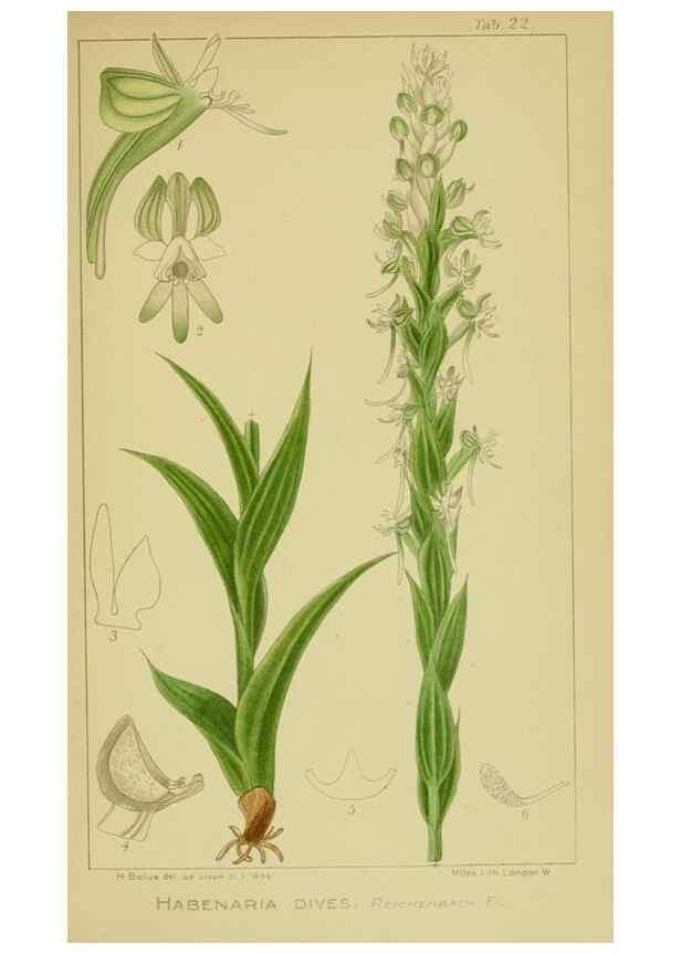 Reproducción/Reproduction 9734078492: Icones orchidearum austro-africanarum extra-tropicarum :. London :W. Wesley,1896-1913.