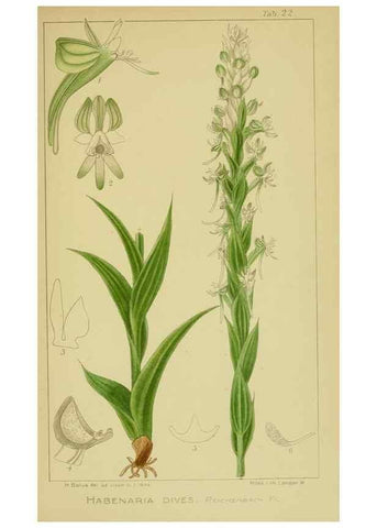 Reproducción/Reproduction 9734078492: Icones orchidearum austro-africanarum extra-tropicarum :. London :W. Wesley,1896-1913.
