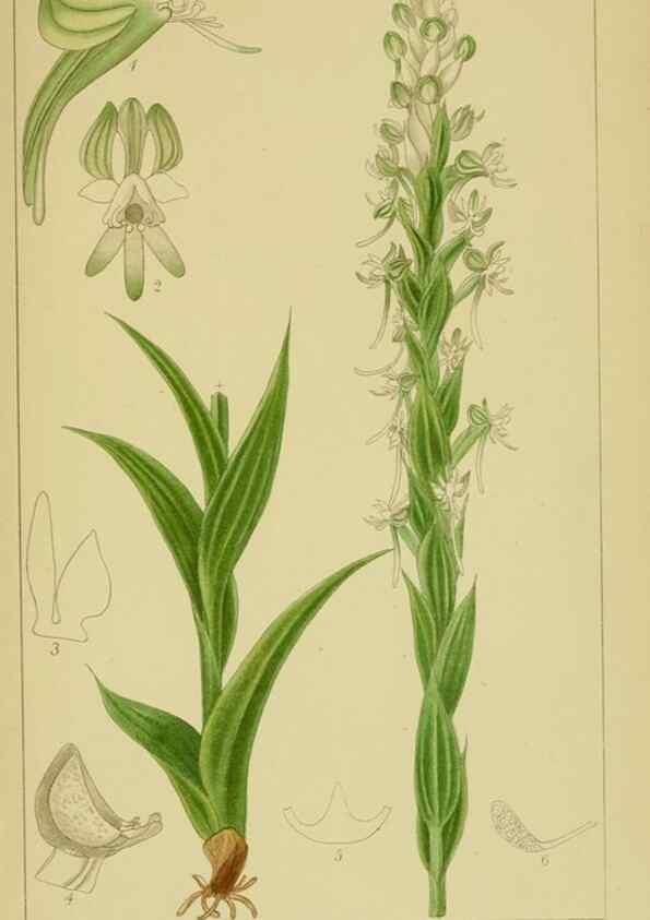 Reproducción/Reproduction 9734078492: Icones orchidearum austro-africanarum extra-tropicarum :. London :W. Wesley,1896-1913.