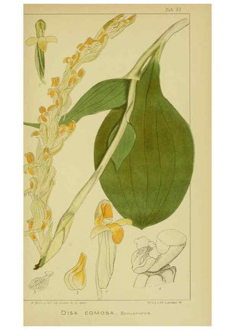 Reproducción/Reproduction 9730911901: Icones orchidearum austro-africanarum extra-tropicarum :. London :W. Wesley,1896-1913.