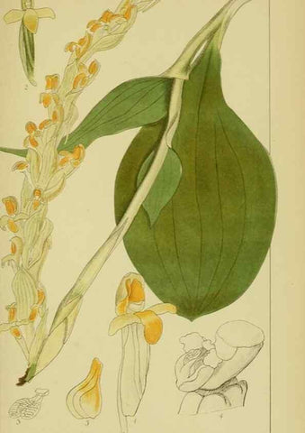 Reproducción/Reproduction 9730911901: Icones orchidearum austro-africanarum extra-tropicarum :. London :W. Wesley,1896-1913.