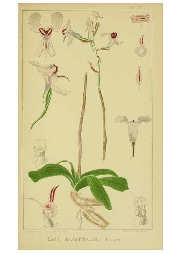 Reproducción/Reproduction 9730913047: Icones orchidearum austro-africanarum extra-tropicarum :. London :W. Wesley,1896-1913.
