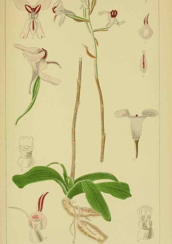 Reproducción/Reproduction 9730913047: Icones orchidearum austro-africanarum extra-tropicarum :. London :W. Wesley,1896-1913.
