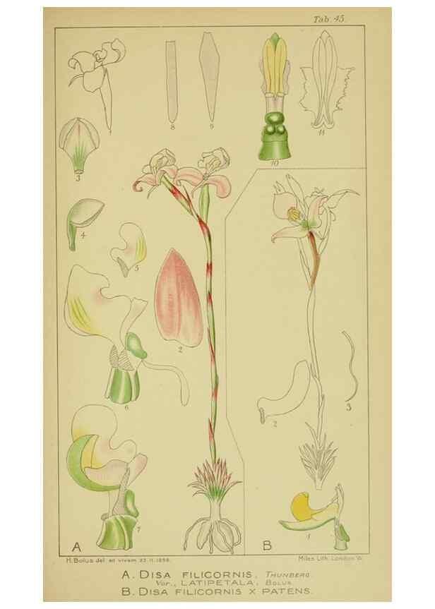 Reproducción/Reproduction 9734142064: Icones orchidearum austro-africanarum extra-tropicarum :. London :W. Wesley,1896-1913.