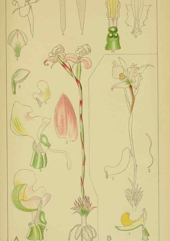 Reproducción/Reproduction 9734142064: Icones orchidearum austro-africanarum extra-tropicarum :. London :W. Wesley,1896-1913.