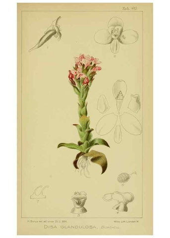 Reproducción/Reproduction 9730916491: Icones orchidearum austro-africanarum extra-tropicarum :. London :W. Wesley,1896-1913.
