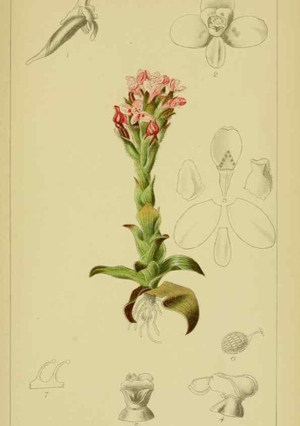 Reproducción/Reproduction 9730916491: Icones orchidearum austro-africanarum extra-tropicarum :. London :W. Wesley,1896-1913.