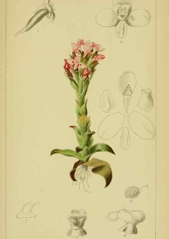 Reproducción/Reproduction 9730916491: Icones orchidearum austro-africanarum extra-tropicarum :. London :W. Wesley,1896-1913.