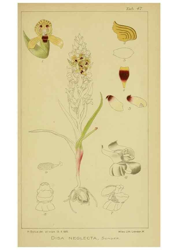Reproducción/Reproduction 9730917869: Icones orchidearum austro-africanarum extra-tropicarum :. London :W. Wesley,1896-1913.