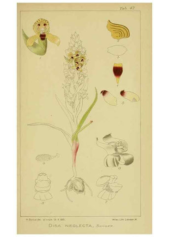 Reproducción/Reproduction 9730917869: Icones orchidearum austro-africanarum extra-tropicarum :. London :W. Wesley,1896-1913.