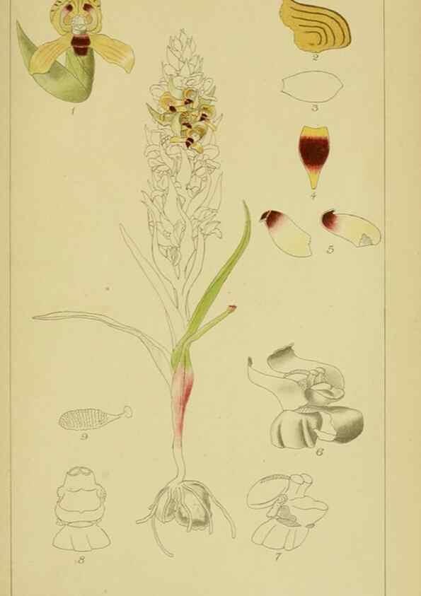 Reproducción/Reproduction 9730917869: Icones orchidearum austro-africanarum extra-tropicarum :. London :W. Wesley,1896-1913.