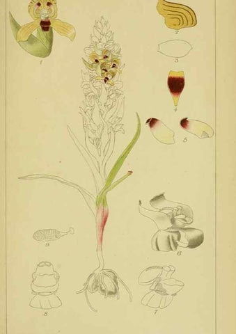 Reproducción/Reproduction 9730917869: Icones orchidearum austro-africanarum extra-tropicarum :. London :W. Wesley,1896-1913.