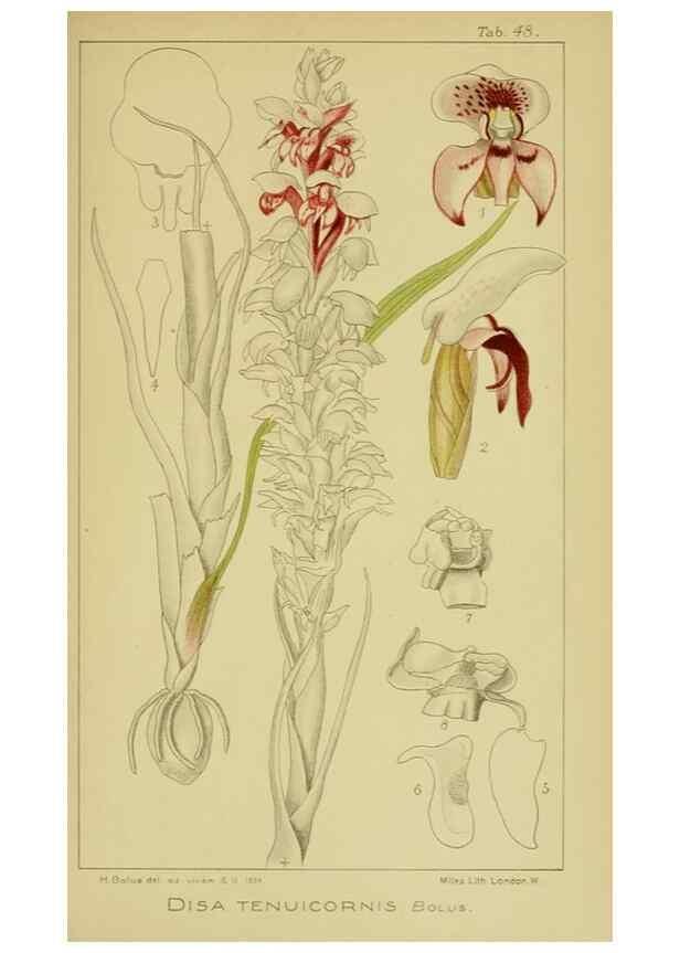 Reproducción/Reproduction 9734146668: Icones orchidearum austro-africanarum extra-tropicarum :. London :W. Wesley,1896-1913.