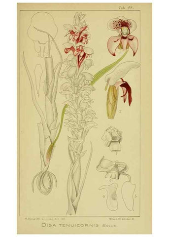 Reproducción/Reproduction 9734146668: Icones orchidearum austro-africanarum extra-tropicarum :. London :W. Wesley,1896-1913.