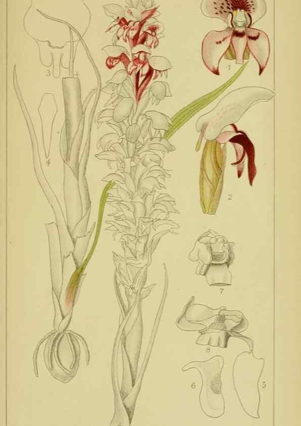 Reproducción/Reproduction 9734146668: Icones orchidearum austro-africanarum extra-tropicarum :. London :W. Wesley,1896-1913.