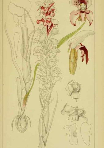 Reproducción/Reproduction 9734146668: Icones orchidearum austro-africanarum extra-tropicarum :. London :W. Wesley,1896-1913.