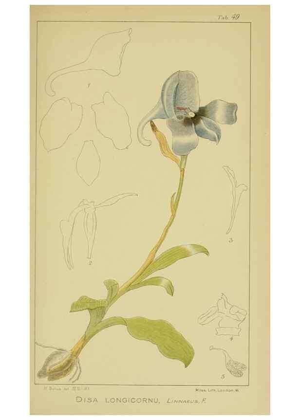 Reproducción/Reproduction 9730920123: Icones orchidearum austro-africanarum extra-tropicarum :. London :W. Wesley,1896-1913.