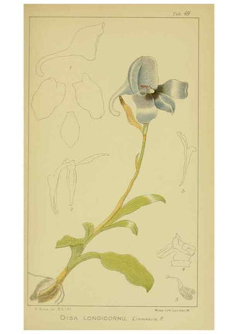 Reproducción/Reproduction 9730920123: Icones orchidearum austro-africanarum extra-tropicarum :. London :W. Wesley,1896-1913.