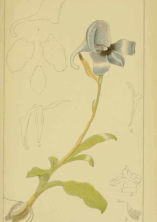 Reproducción/Reproduction 9730920123: Icones orchidearum austro-africanarum extra-tropicarum :. London :W. Wesley,1896-1913.