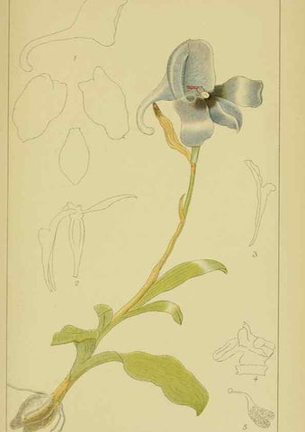 Reproducción/Reproduction 9730920123: Icones orchidearum austro-africanarum extra-tropicarum :. London :W. Wesley,1896-1913.