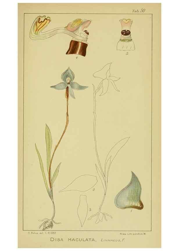 Reproducción/Reproduction 9734149350: Icones orchidearum austro-africanarum extra-tropicarum :. London :W. Wesley,1896-1913.