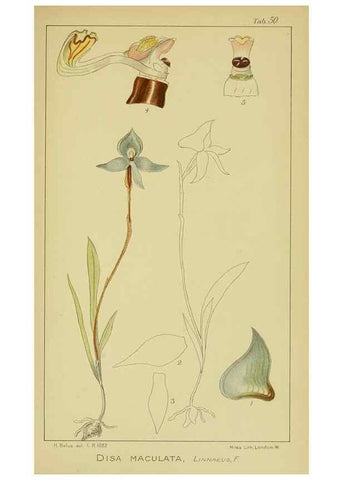 Reproducción/Reproduction 9734149350: Icones orchidearum austro-africanarum extra-tropicarum :. London :W. Wesley,1896-1913.