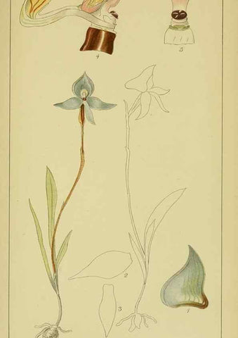 Reproducción/Reproduction 9734149350: Icones orchidearum austro-africanarum extra-tropicarum :. London :W. Wesley,1896-1913.