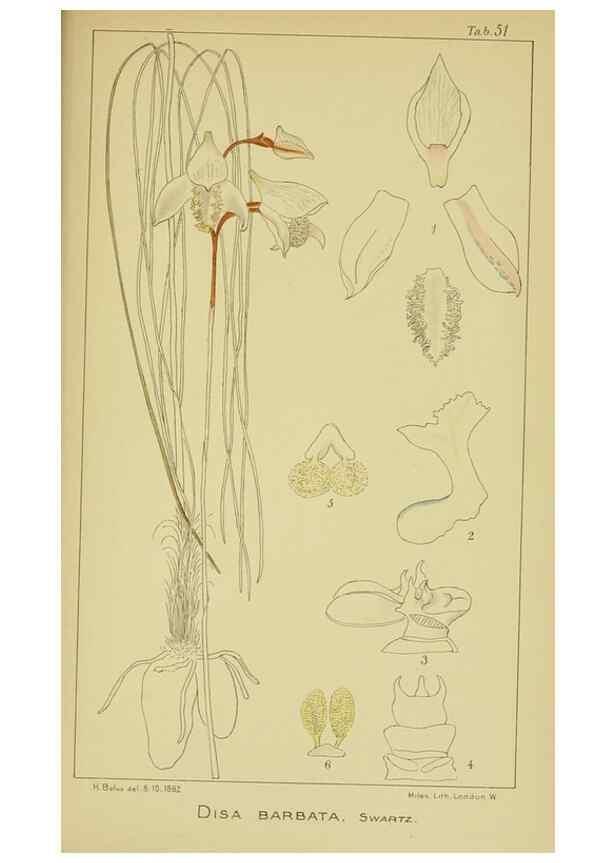 Reproducción/Reproduction 9730922737: Icones orchidearum austro-africanarum extra-tropicarum :. London :W. Wesley,1896-1913.