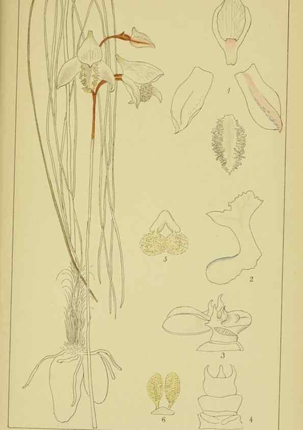 Reproducción/Reproduction 9730922737: Icones orchidearum austro-africanarum extra-tropicarum :. London :W. Wesley,1896-1913.
