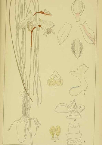 Reproducción/Reproduction 9730922737: Icones orchidearum austro-africanarum extra-tropicarum :. London :W. Wesley,1896-1913.