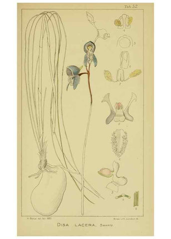 Reproducción/Reproduction 9730924077: Icones orchidearum austro-africanarum extra-tropicarum :. London :W. Wesley,1896-1913.