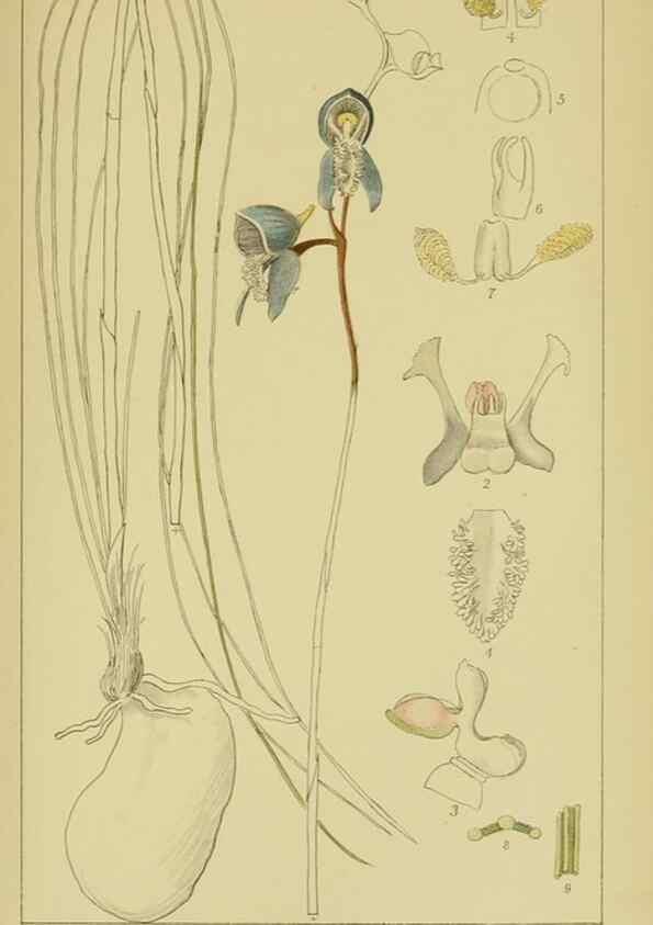 Reproducción/Reproduction 9730924077: Icones orchidearum austro-africanarum extra-tropicarum :. London :W. Wesley,1896-1913.