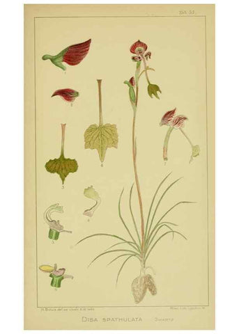 Reproducción/Reproduction 9734492642: Icones orchidearum austro-africanarum extra-tropicarum :. London :W. Wesley,1896-1913.