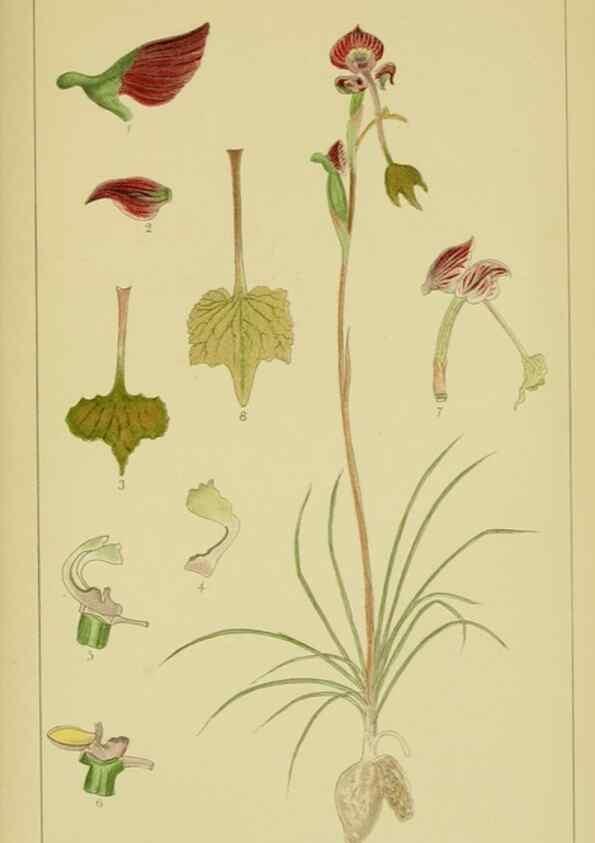 Reproducción/Reproduction 9734492642: Icones orchidearum austro-africanarum extra-tropicarum :. London :W. Wesley,1896-1913.