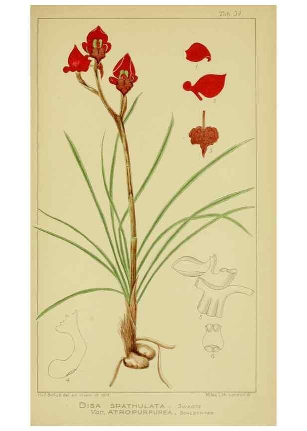 Reproducción/Reproduction 9734493754: Icones orchidearum austro-africanarum extra-tropicarum :. London :W. Wesley,1896-1913.