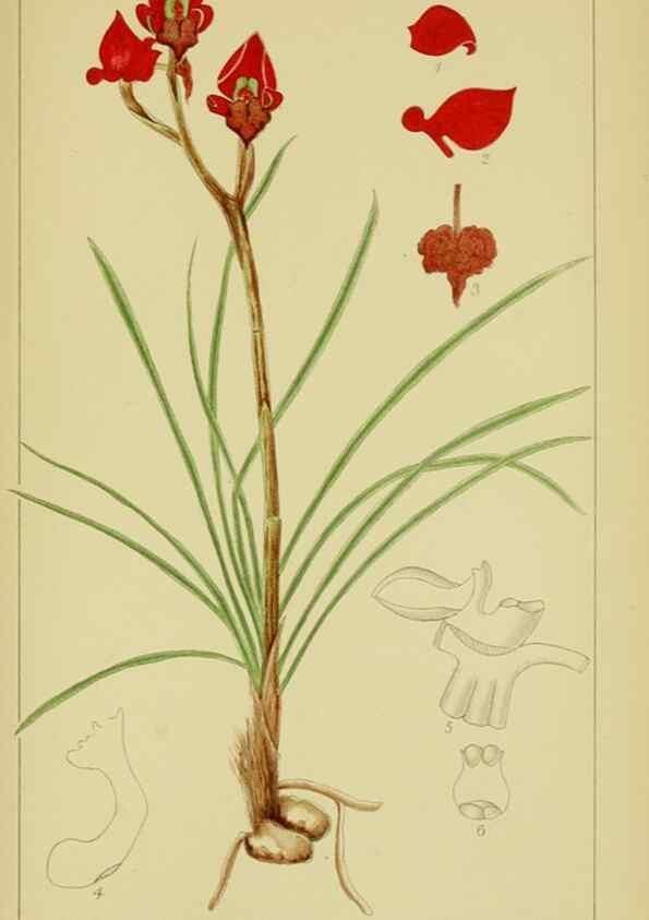 Reproducción/Reproduction 9734493754: Icones orchidearum austro-africanarum extra-tropicarum :. London :W. Wesley,1896-1913.