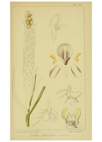 Reproducción/Reproduction 9734494872: Icones orchidearum austro-africanarum extra-tropicarum :. London :W. Wesley,1896-1913.
