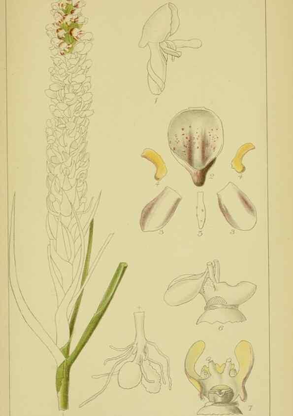 Reproducción/Reproduction 9734494872: Icones orchidearum austro-africanarum extra-tropicarum :. London :W. Wesley,1896-1913.