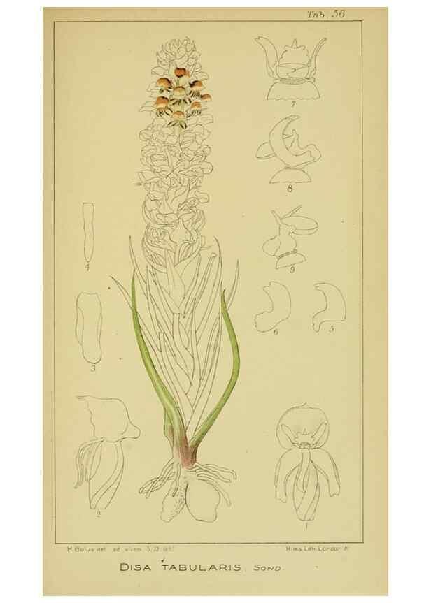 Reproducción/Reproduction 9731268565: Icones orchidearum austro-africanarum extra-tropicarum :. London :W. Wesley,1896-1913.