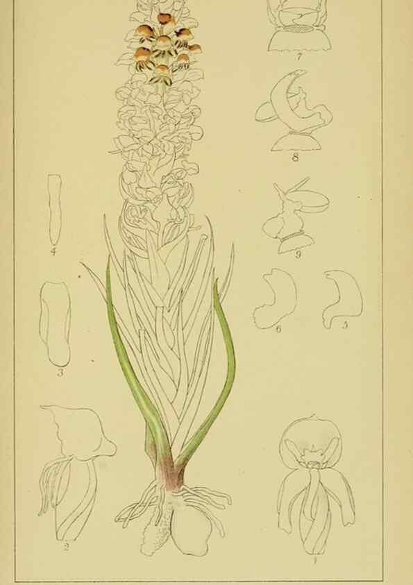 Reproducción/Reproduction 9731268565: Icones orchidearum austro-africanarum extra-tropicarum :. London :W. Wesley,1896-1913.