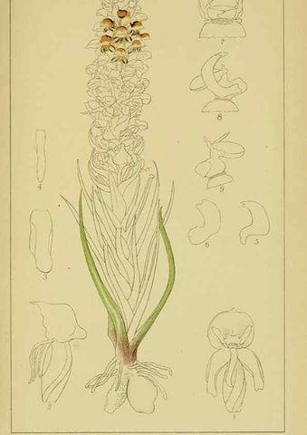 Reproducción/Reproduction 9731268565: Icones orchidearum austro-africanarum extra-tropicarum :. London :W. Wesley,1896-1913.