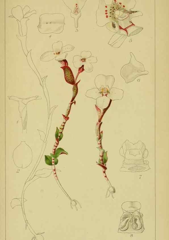 Reproducción/Reproduction 9731269717: Icones orchidearum austro-africanarum extra-tropicarum :. London :W. Wesley,1896-1913.