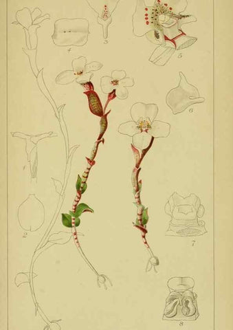 Reproducción/Reproduction 9731269717: Icones orchidearum austro-africanarum extra-tropicarum :. London :W. Wesley,1896-1913.