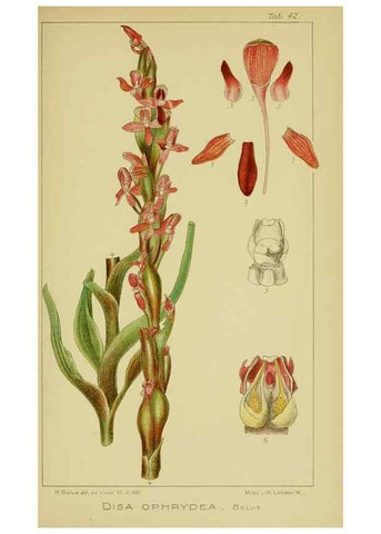 Reproducción/Reproduction 9734137110: Icones orchidearum austro-africanarum extra-tropicarum :. London :W. Wesley,1896-1913.